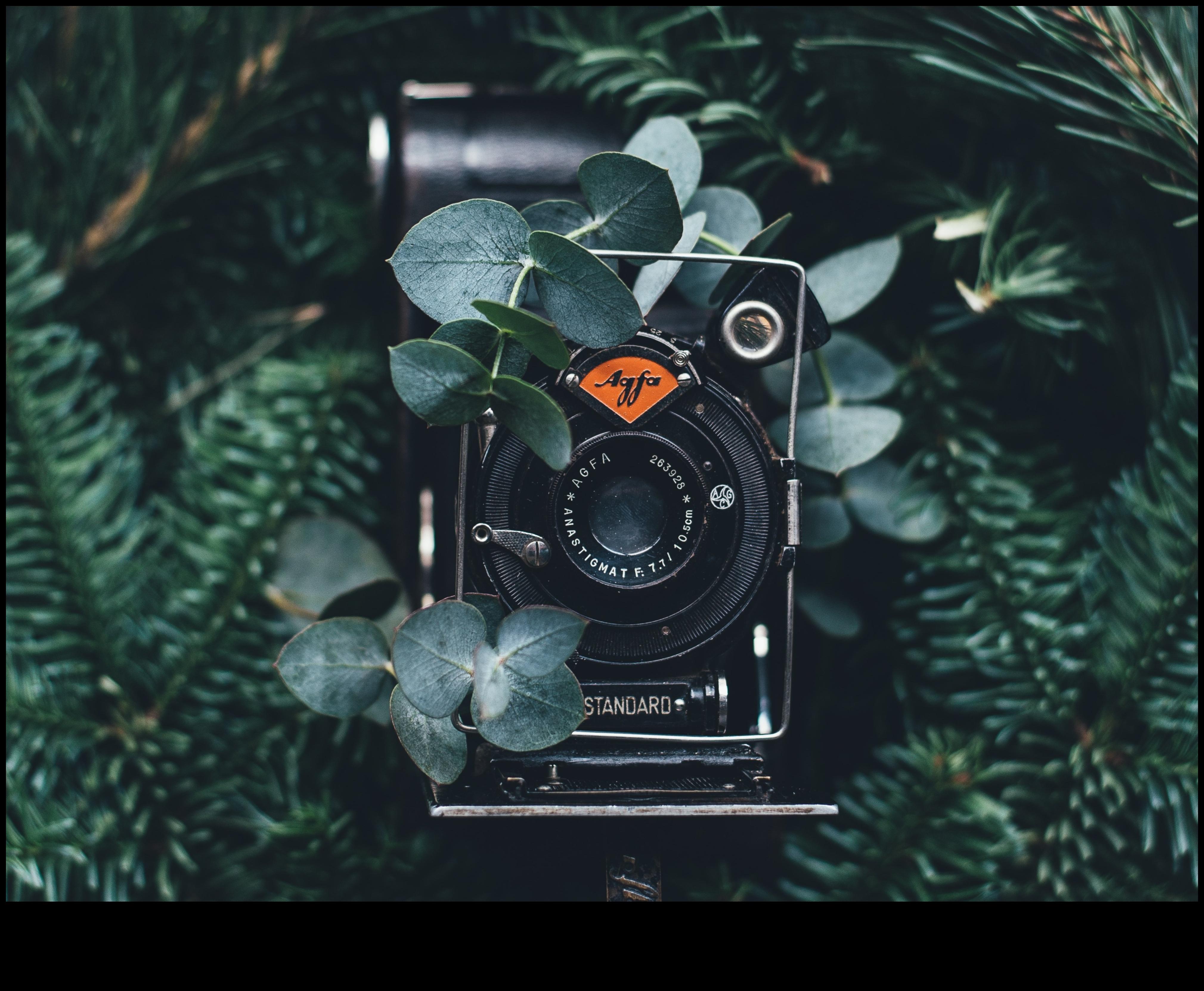 تأطير الأحلام: إتقان الفن من خلال تعليم التصوير الفوتوغرافي الخبراء