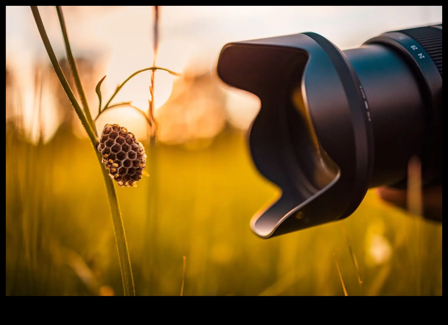 تأطير الأحلام: إتقان الفن من خلال تعليم التصوير الفوتوغرافي الخبراء