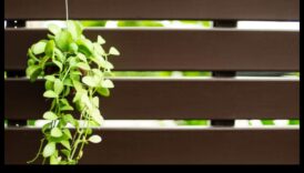 التسلق إلى المساحات الخضراء: إتقان البستنة العمودية