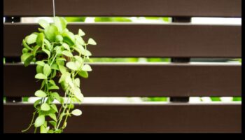 التسلق إلى المساحات الخضراء: إتقان البستنة العمودية