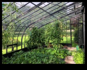 أناقة الحديقة: جمال الدفيئة في كل برعم