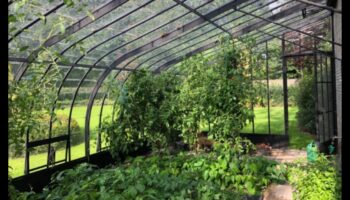 أناقة الحديقة: جمال الدفيئة في كل برعم