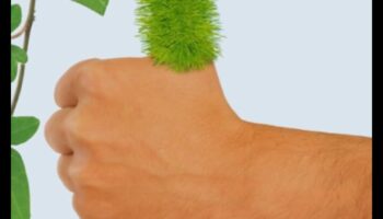 الإبهام الأخضر في الداخل: إطلاق العنان لسحر البستنة الداخلية