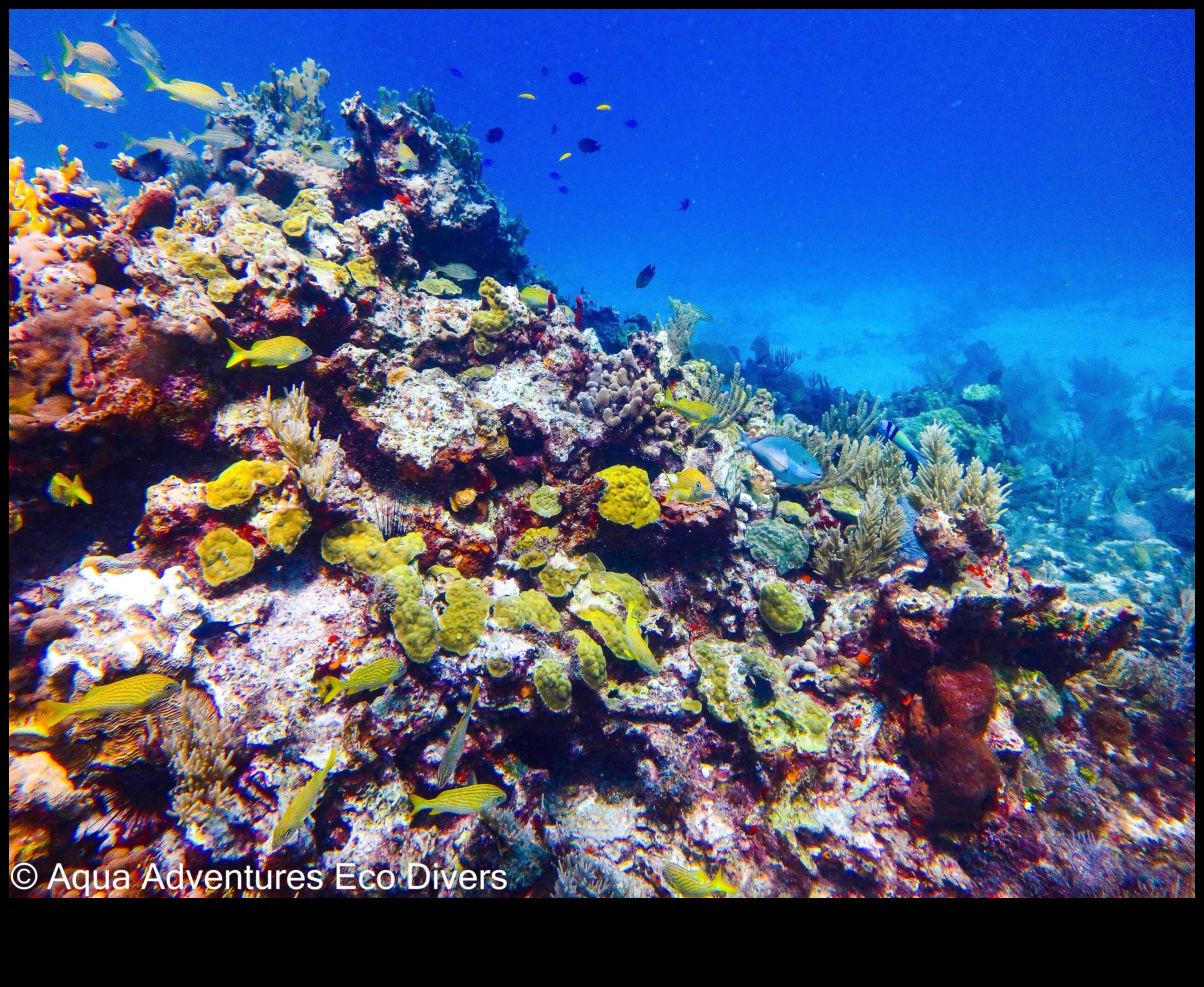 مغامرات مائية: عجائب تحت الماء في التصوير الفوتوغرافي