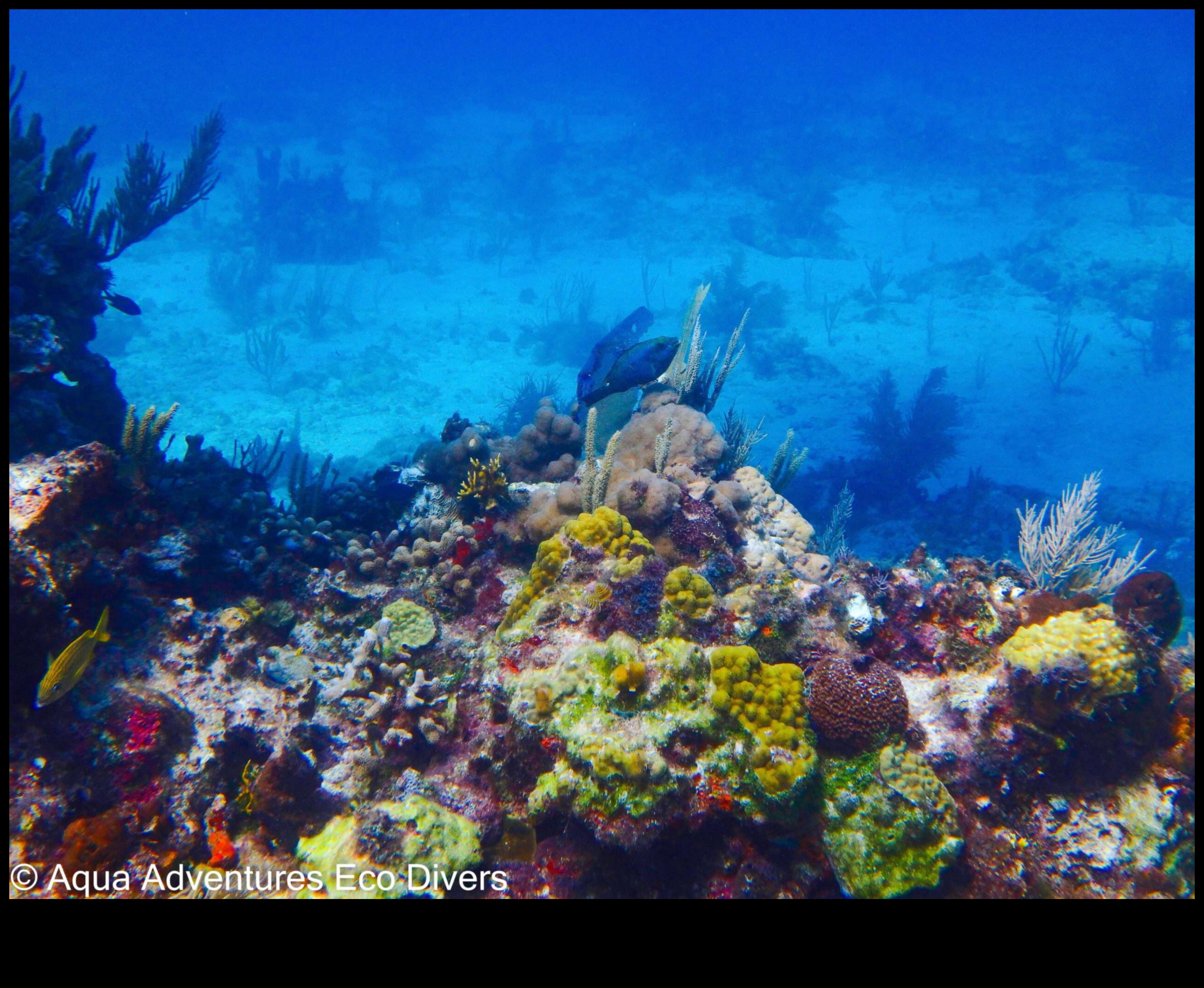 مغامرات مائية: عجائب تحت الماء في التصوير الفوتوغرافي