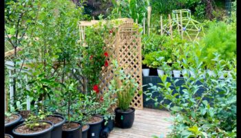 الحياة الخضراء، المساحات الصغيرة: رؤى البستنة الحاوية