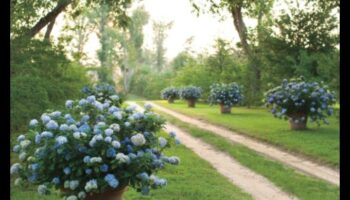 الأناقة الخارجية: تصميم الحدائق يفوق التوقعات