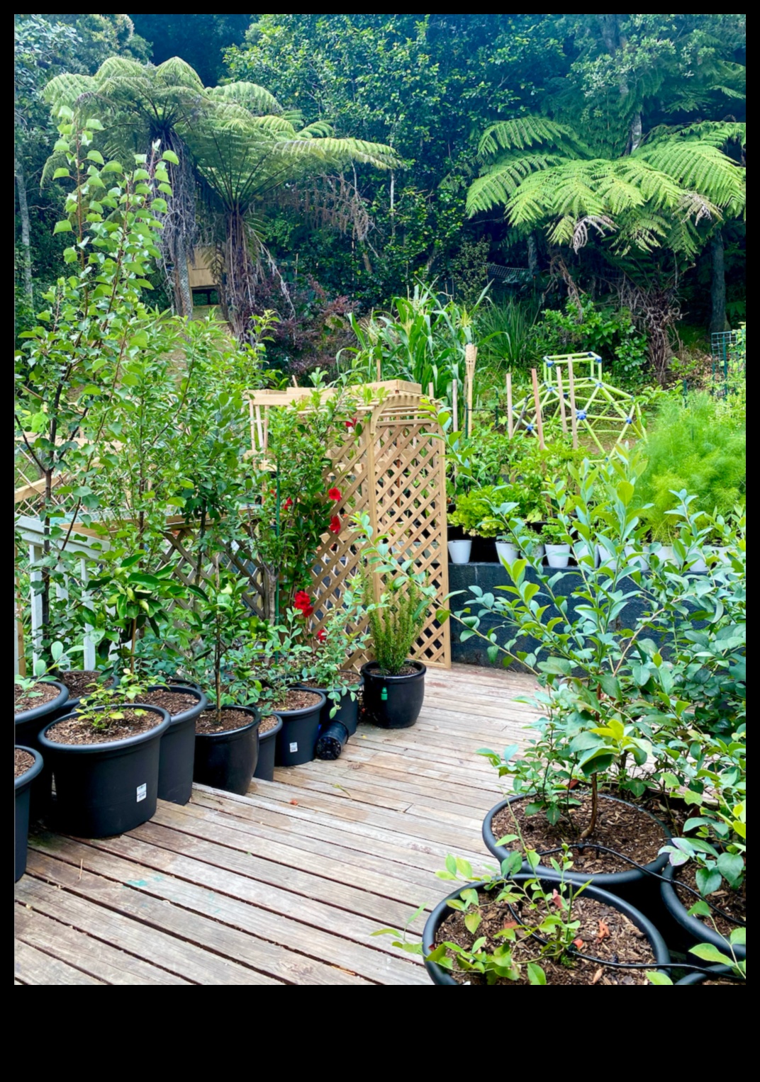 الحياة الخضراء، المساحات الصغيرة: رؤى البستنة الحاوية