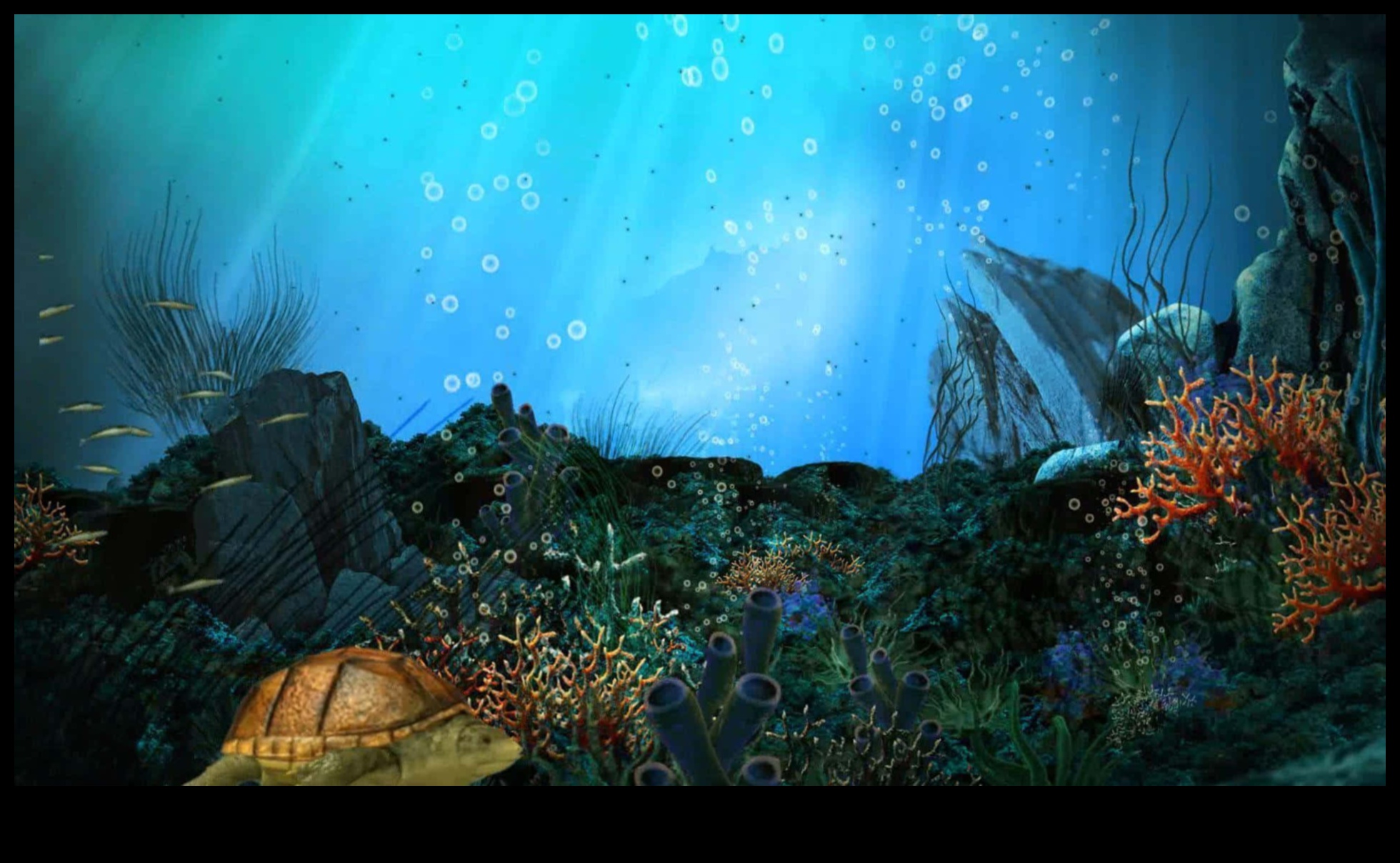 مغامرات مائية: عجائب تحت الماء في التصوير الفوتوغرافي